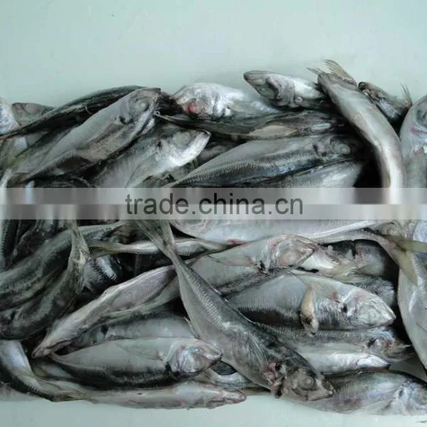 New Laning Whole Round Seafrozen Horse Mackerel for Canning With Good Quality and Competitive Price photo-3