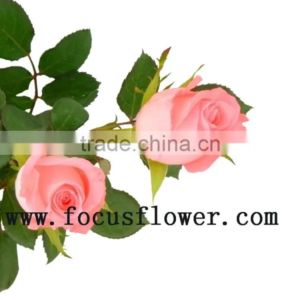 Wholesale Fresh Cut Rose Rose Flowers Diana With 0.8_1.2kg/bundle From Kunming photo-2