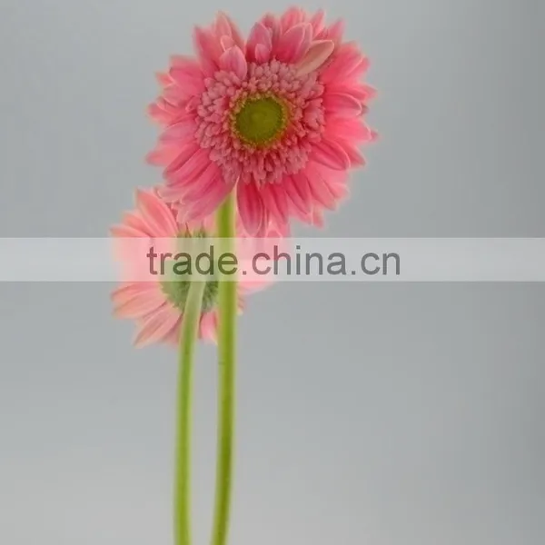 Fashion Honey Pink Gerbera Daisy photo-5