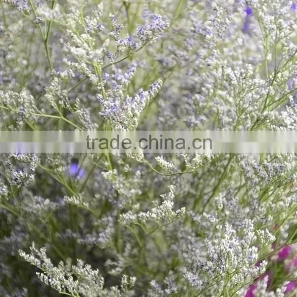 Beautiful Classical Limonium Flower photo-3