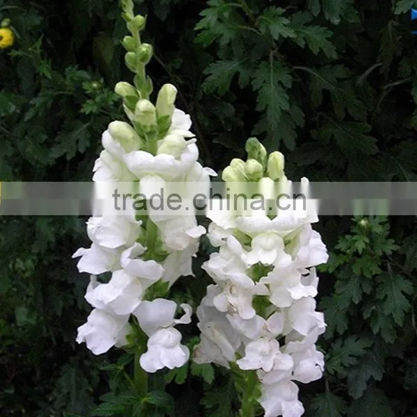 Fashionable Top Sell White Snapdragon Flower photo-2