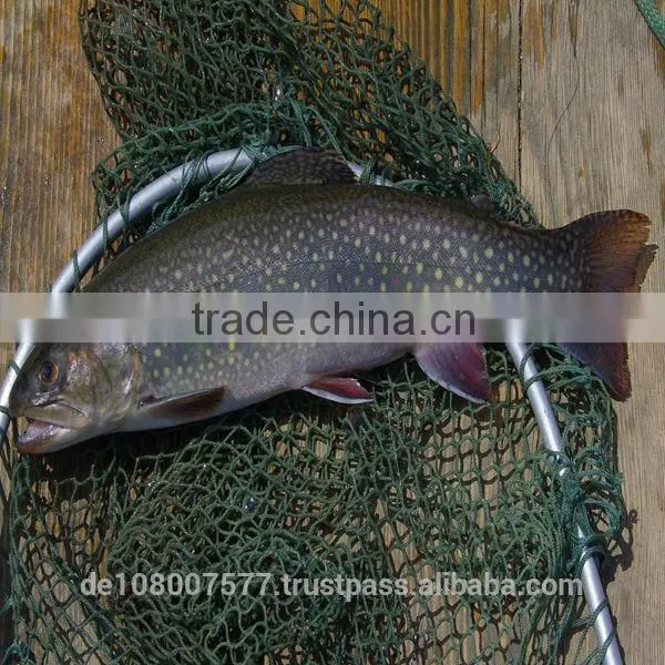 300M Clear Nylon Monofilament Fishing Line 100% Made in Germany Best Quality in the Price Range photo-5