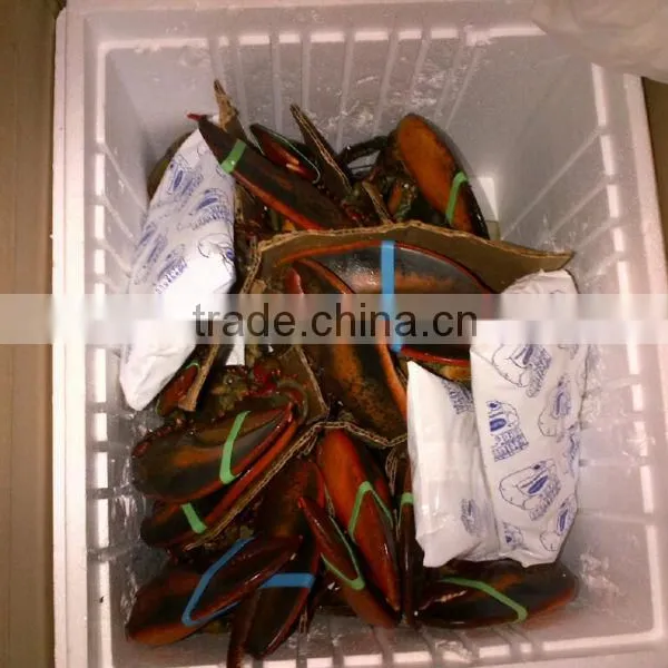Live Candian Lobster photo-3
