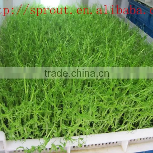 Fodder Sprouting Machine/barley Grass Growing Machine photo-5