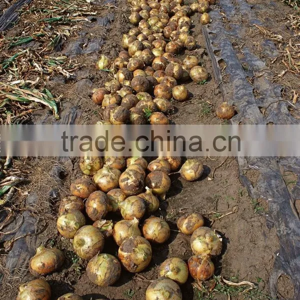 New and Bulk Crop Onion photo-2