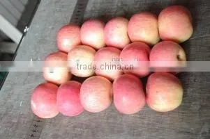 2015 Chinese Fresh Sweet Fuji Apple With Good Quality photo-5