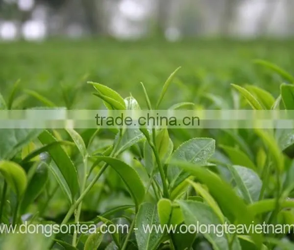 High Mountain Black Tea From Vietnam photo-3