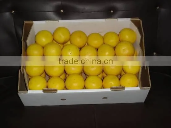 Fresh Grape Fruit photo-2