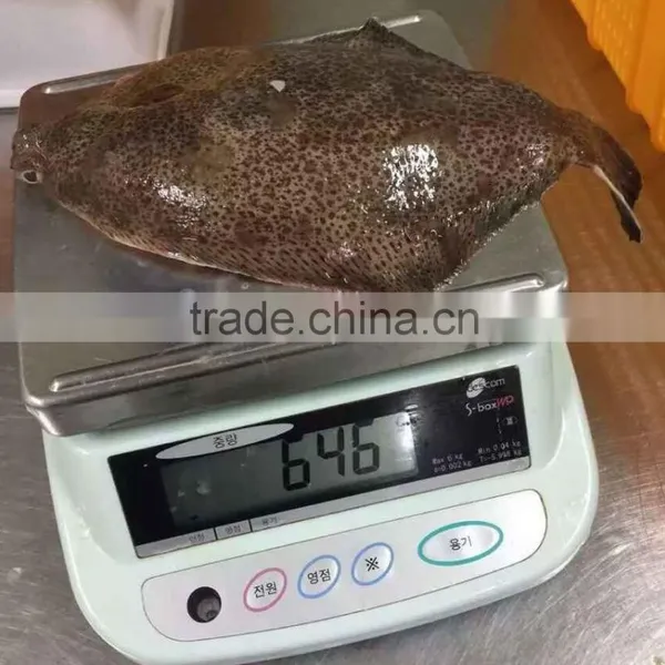 Frozen Marble Sole Fish photo-3