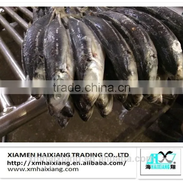 Frozen Hard Tail Scad Fish photo-2