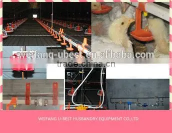 Hot Sale Agricultural Automatic Sheed Poultry Equipment photo-3