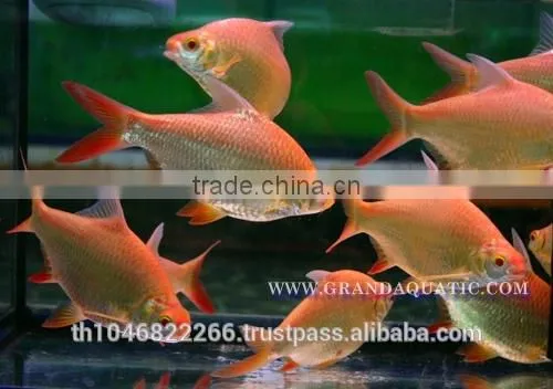 Albino Red Tail Tinfoil Barb Fish / Thailand Tropical Fish Exporter photo-5