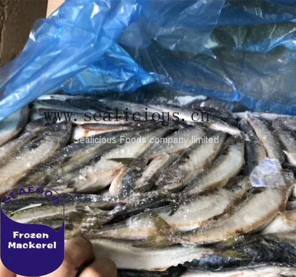 8-12pcs Frozen HGT Pacific Mackerel Scomber Japonicus Fish Supplier photo-2