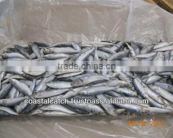 SARDINE