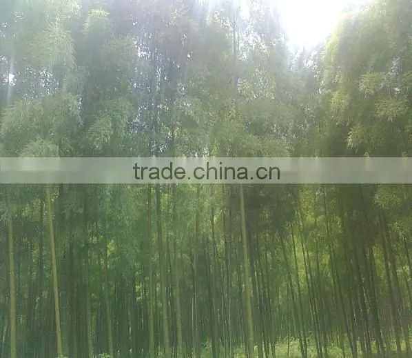 Best Selling High Quality Natural Bamboo Fence and Nature Eco-friendly Woven Bamboo Pole Fence photo-3