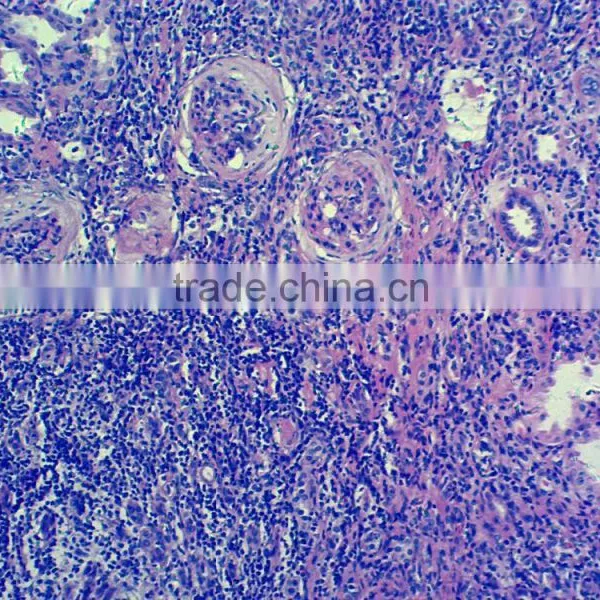 Zoology Pathology /animal Pathology Prepared Slides for Microscopes photo-6