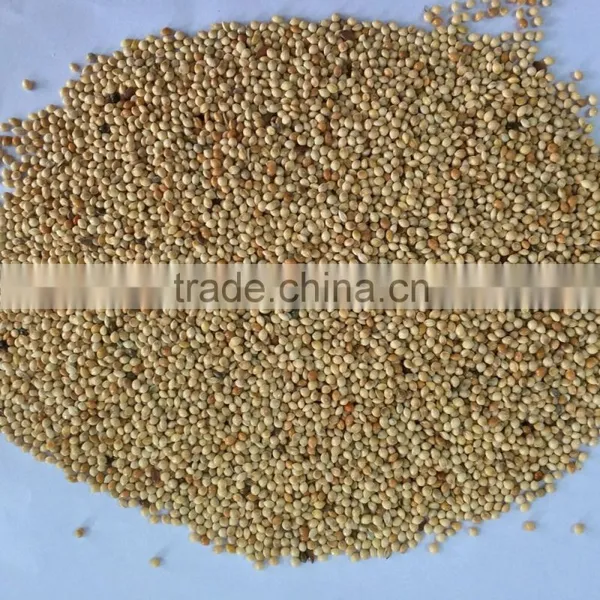Yellow Millets Grain photo-3