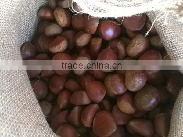 2016 Fresh Chestnut photo-2