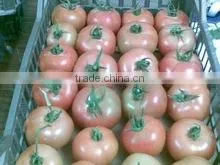 Fresh Tomatoes