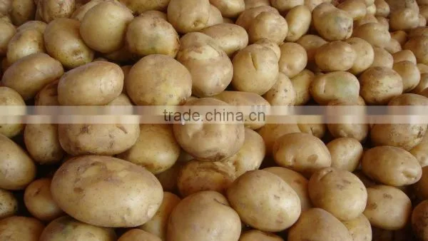 High Grade Potato Offer From Pakistan