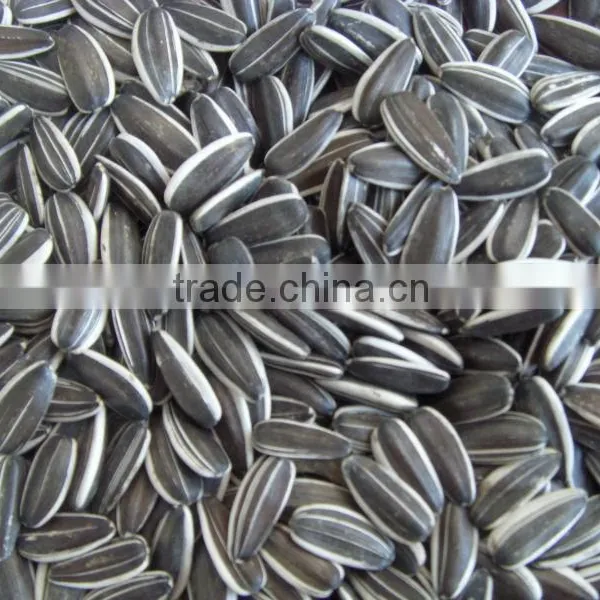 Oil Sunflower Seeds Natural Oil Seeds