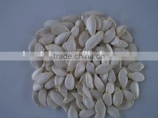 Snow White Pumpkin Seeds in Shell photo-2