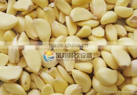 Large Type Peeling Machine Series / Peeler Machine for Small Onion / FX-128 -2 Garlic Peeling Machine With CE Approved photo-4