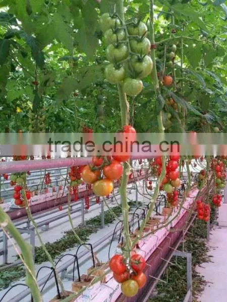 Greenhouse Kits- 2 photo-6
