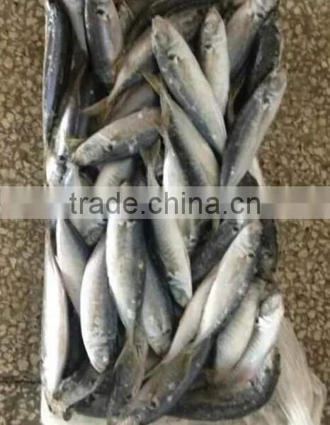 Frozen Horse Mackerel Fish photo-2