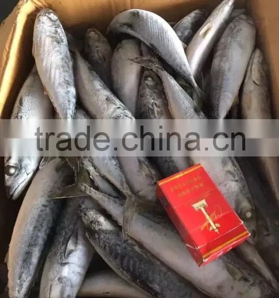 NEW 2016SeaFrozen Pacific Mackerel 200-300g photo-3