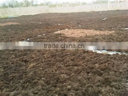 Sell Gracilaria, Eucheuma Spinosum And Eucheuma Cottoni Seaweeds photo-2