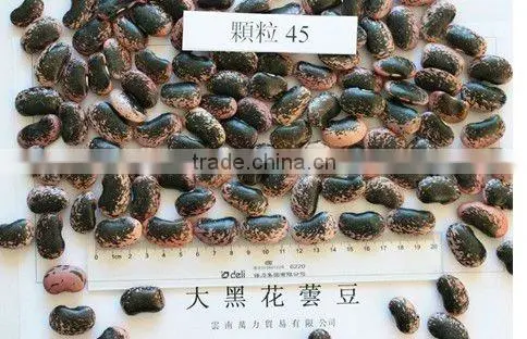 Large Black Speckled Kidney Beans