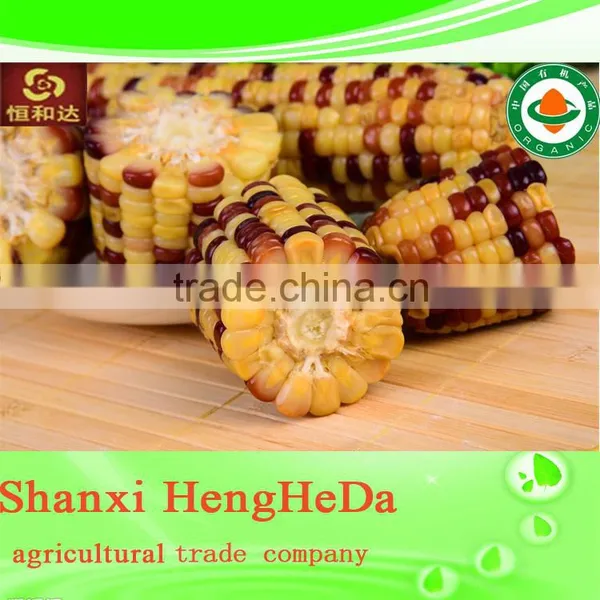Hybrid Yellow Corn photo-4