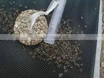 High Density Plastic Flat Netting for Oyster photo-2