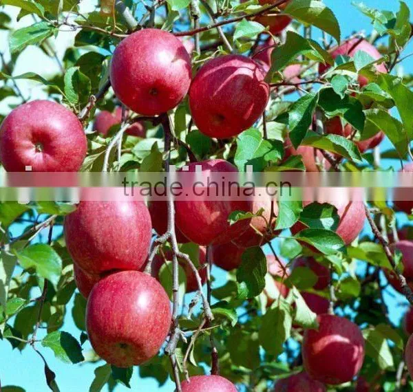 Red Fuji Apple Fresh Fuji Apple photo-6