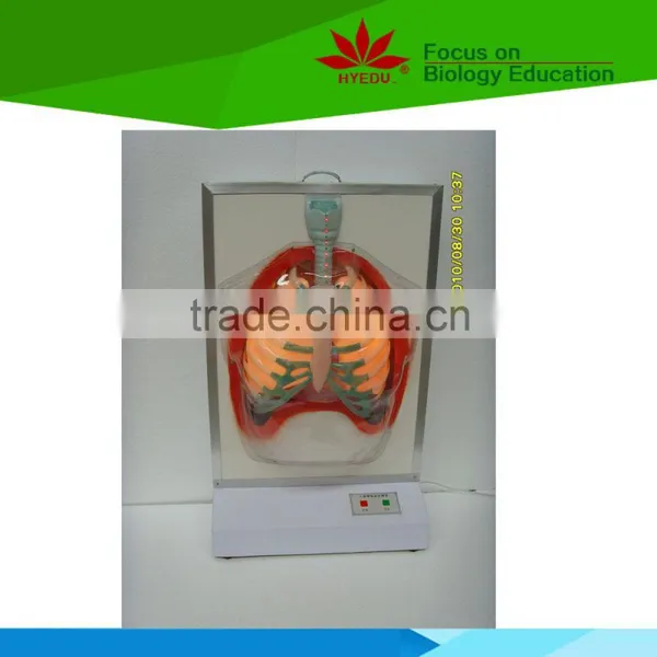 Low Priced Human Respiratory System Electric Model