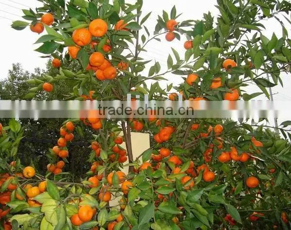Sweet Baby Mandarin Orange (Honey Nanfeng Orange)