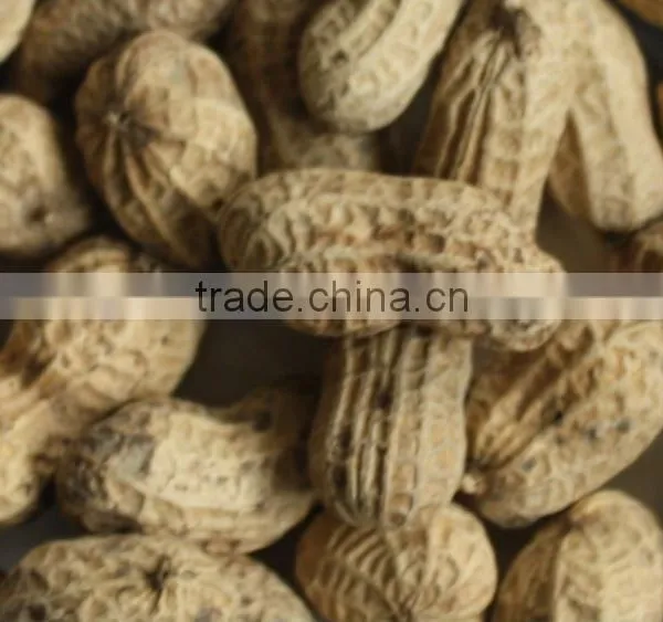 Salty Nut, Salty Snack, Roasted Peanuts in Shell photo-2