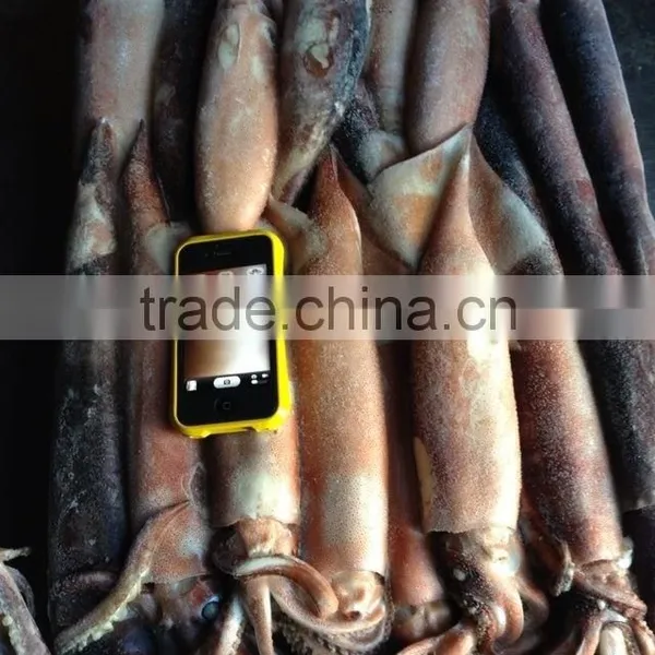 Japenese Squid Fish Farm photo-2
