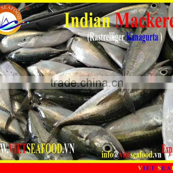 FROZEN W/R INDIAN MACKEREL photo-3