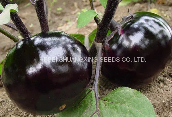 Round Shape Purple Eggplant Seeds Vegetable Seeds photo-3
