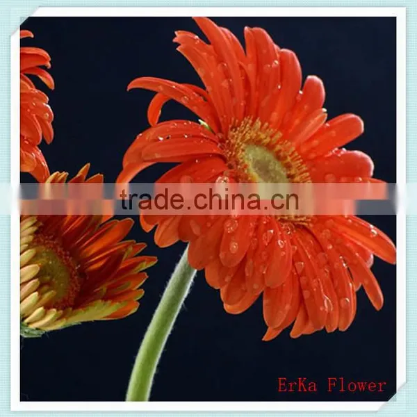 Import Large Of Fresh Chrysanthemum Flowers For Wholesale photo-4