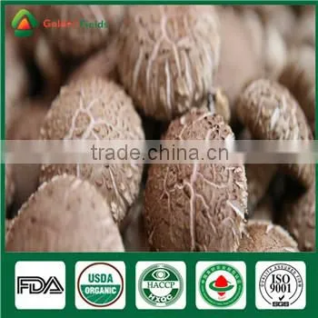 Nutritious Medicinal Fresh Dried Organic Pollution Free Shiitake Mushroom for Restaurant photo-4