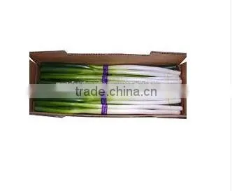Spring Onion photo-4