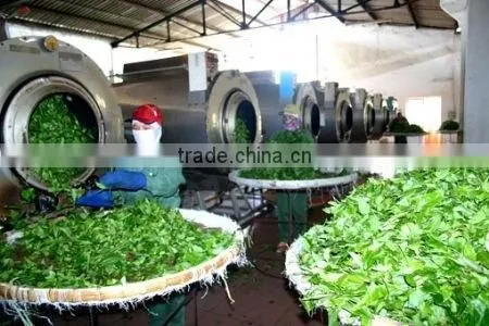 Green Tea Made in Vietnam photo-3