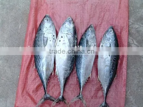Frozen Bonito Fish for Sale