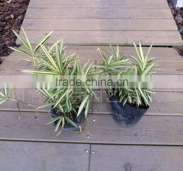 Perennial Plants Bamboo Seedling photo-2