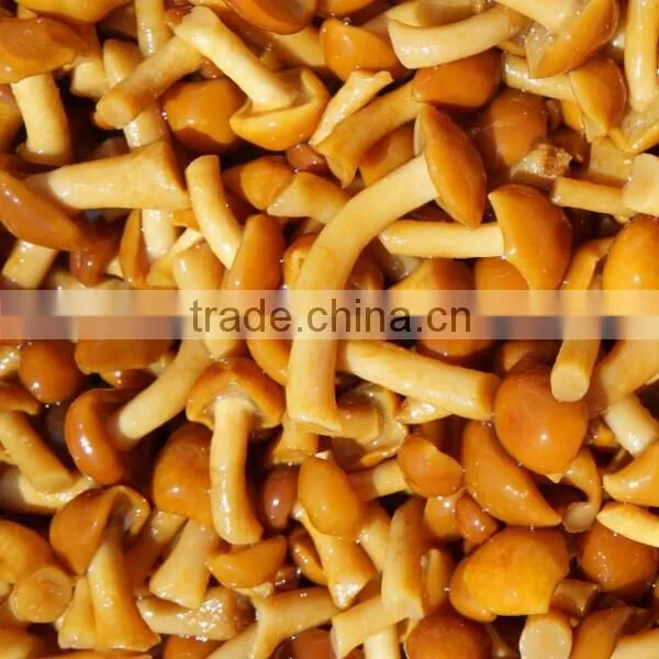 mushroom 2014 canned mushroom mushroom farm for sale