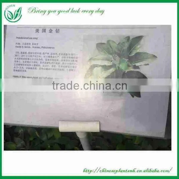 Philodendron 'usa Cong' Seedling
