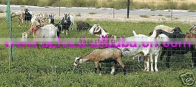 Hongrunzhongda Electric Poultry Netting photo-2